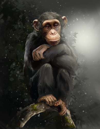 (s109-36-E) Chimpanzee