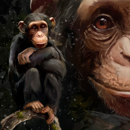 (s109-36-F) Chimpanzee