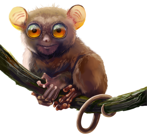 (s109-36-G) Tarsier