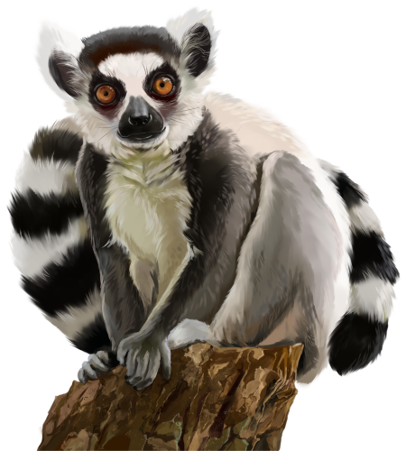 (s109-36-J) Ring Tail Lemur