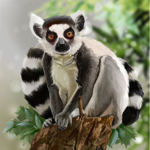 (s109-36-K) Ring Tail Lemur