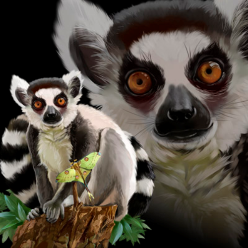 (s109-36-M) Ring Tail Lemur