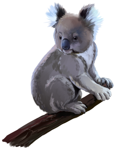 (s109-38-A) Koala
