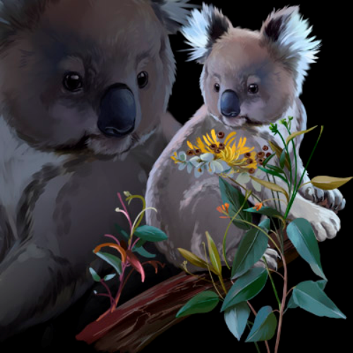 (s109-38-C) Koala
