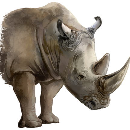 (s109-39-B) Rhino