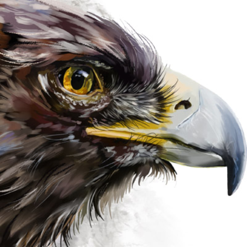 (s109-41-B) Eagle Hawk