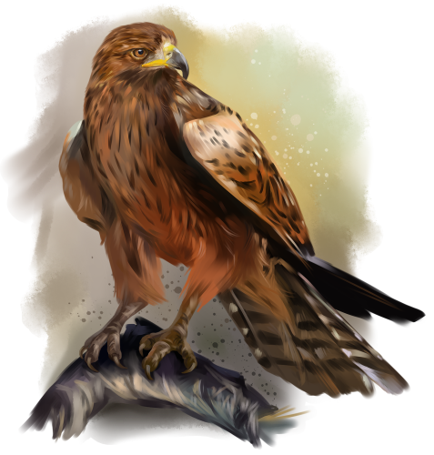 (s109-42-B) Eagle Hawk