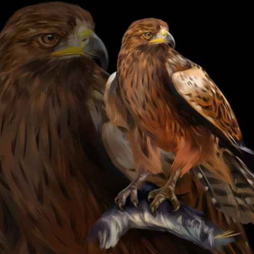 (s109-42-C) Eagle Hawk