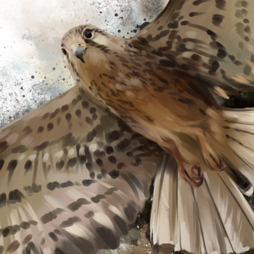 (s109-42-G) Falcon