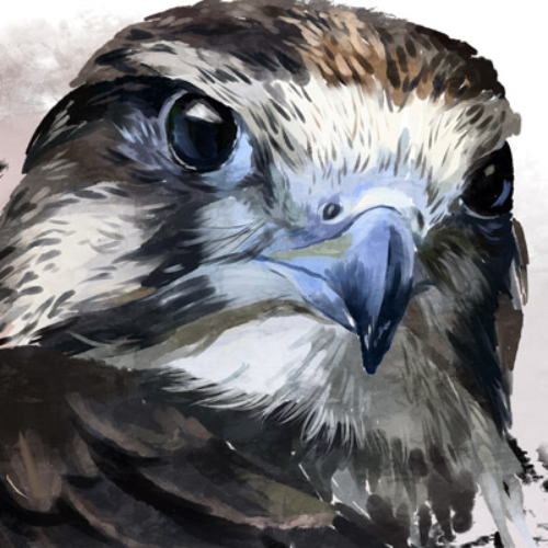 (s109-42-H) Falcon