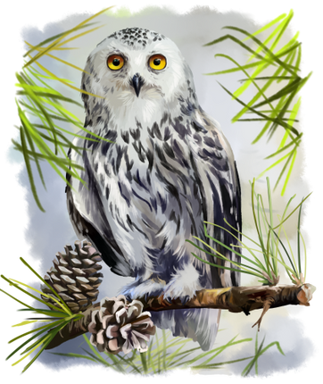 (s109-43-B) Snowy Owl
