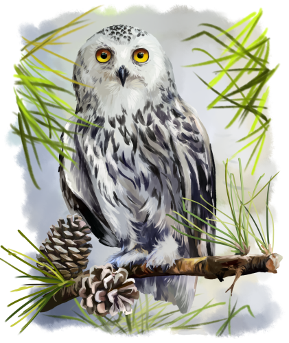 (s109-43-B) Snowy Owl