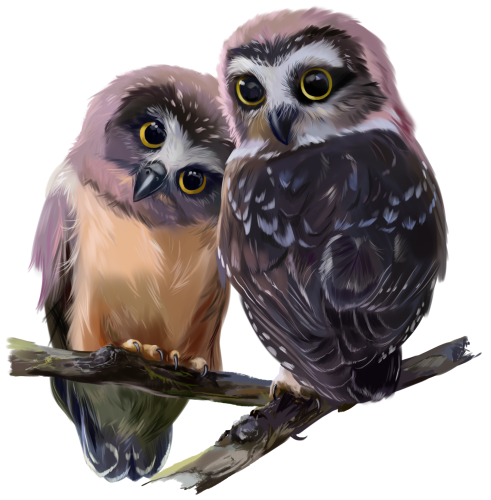 (s109-43-D) Owls
