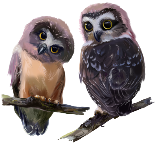 (s109-43-E) Owls