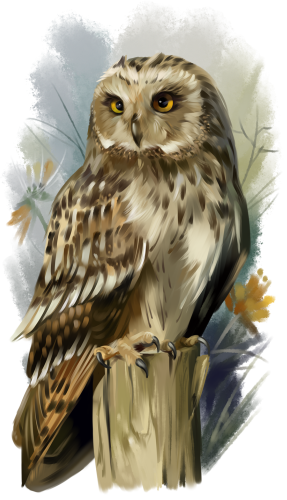 (s109-43-K) Owls
