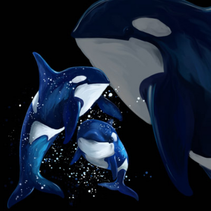 (s109-6-C) Orca Killer Whales