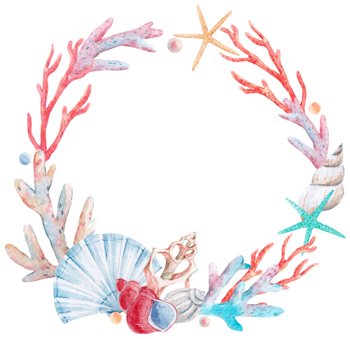 (s111-2C) Seashell Sea Shell Frame