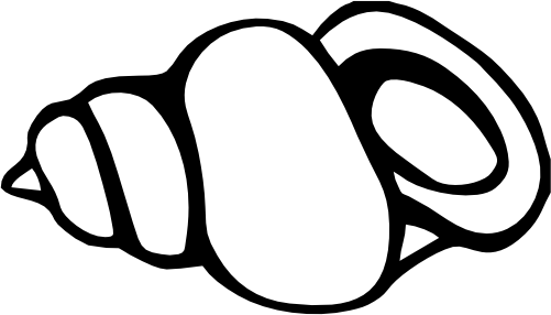 (s111-K) Sea Shell