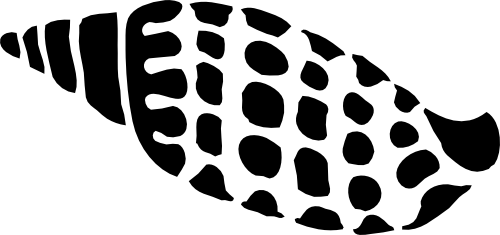 (s111-A) Sea Shell