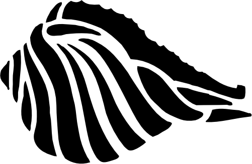 (s111-C) Sea Shell