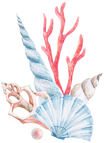 (s111-Q) Watercolor Sea Shells Coral