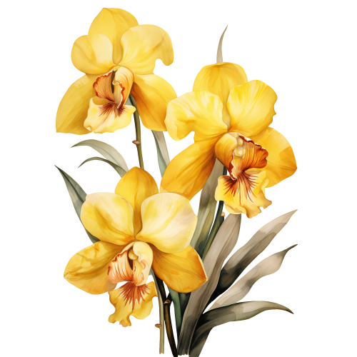 (125-05) Orchids