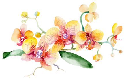 (125-02) Pink Purple Yellow Orchids