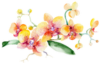 (125-02) Pink Purple Yellow Orchids