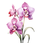 (125-05) Orchids