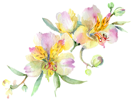 (125-02) Pink Purple Yellow Orchids