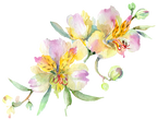 (125-02) Pink Purple Yellow Orchids