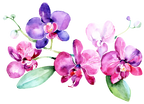 (125-02) Pink Purple Yellow Orchids
