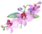 (125-02) Pink Purple Yellow Orchids