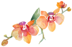 (125-02) Pink Purple Yellow Orchids