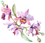 (125-02) Pink Purple Yellow Orchids
