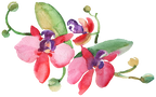 (125-02) Pink Purple Yellow Orchids