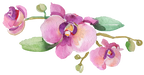 (125-02) Pink Purple Yellow Orchids
