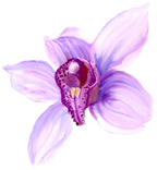 (125-04) Purple Orchids