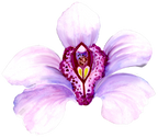 (125-04) Purple Orchids