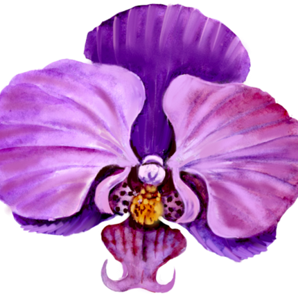 (125-04) Purple Orchids