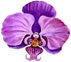(125-04) Purple Orchids
