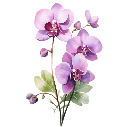 (125-05) Orchids