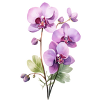 (125-05) Orchids
