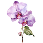 (125-05) Orchids