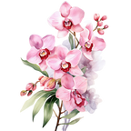 (125-05) Orchids