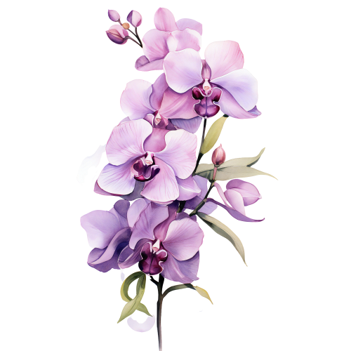 (125-05) Orchids