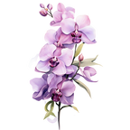 (125-05) Orchids