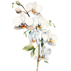 (125-05) Orchids