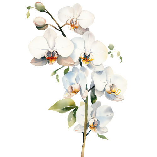 (125-05) Orchids