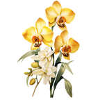 (125-05) Orchids